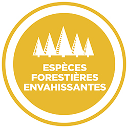 Espces forestires envahissantes